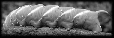 Chenille