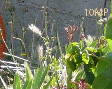 crop3