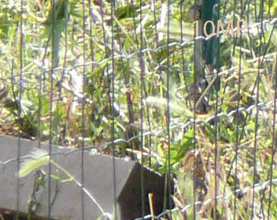 crop4